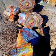 Visit the Petrified Forest