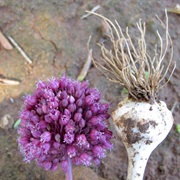 Broadleaf Wild Leek (Allium Atroviolaceum)