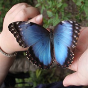Walk Through a Butterfly Garden