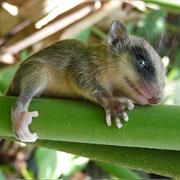 Quechuan Mouse Opossum