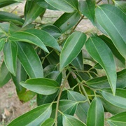 Japanese Cinnamon (Cinnamomum Pedunculatum)