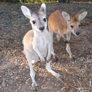 Antilopine Kangaroo