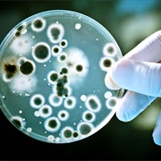 Microbiology