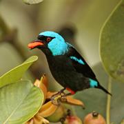 Scarlet-Thighed Dacnis