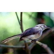 Iquitos Gnatcatcher