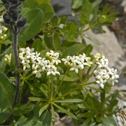 Bedstraw (Galium Anisophyllon)