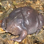 Pig Nosed Frog