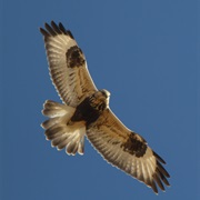 Rough-Legged Hawk