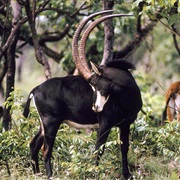 Giant Sable Antelope