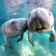 Swim With Manatee in Crystal River