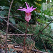 Calypso Orchid (Calypso Bulbosa)