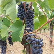 Sangiovese