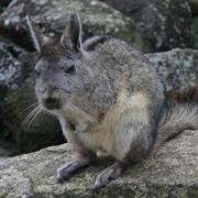 Northern Viscacha