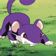 Rattata