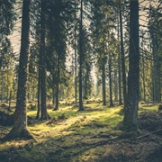 Ride My Horse in Woods