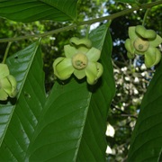 Cymbopetalum Costaricense