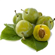 Greengage Plum - Sir William Gage
