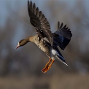 Colusa National Wildlife Refuge