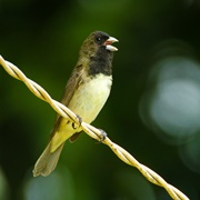 Yellow-Bellied Seedeater (Sporophila Nigricollis)