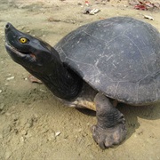 Southern River Terrapin