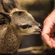 Klipspringer