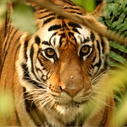 Chitwan National Park