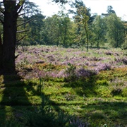 Marley Common (NT)
