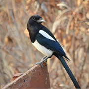Seeing Just One Magpie Is Unlucky