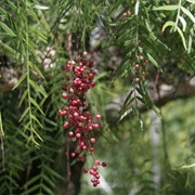 Peruvian Pepper (Schinus Molle)