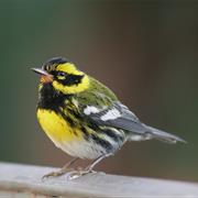 Townsend's Warbler