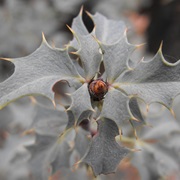 Red Barberry (Berberis Haematocarpa)