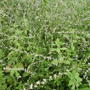 Woolflower (Celosia Trigyna)