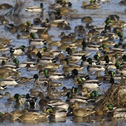 Chautauqua National Wildlife Refuge