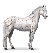 Knabstrupper - Bay Leopard