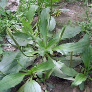 Chinese Plantain (Plantago Asiatica)