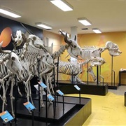 Museu De Anatomia Veterinária