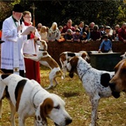 Attend the Blessing of the Hounds in Aiken, South Carolina