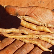 Pencil Yam (Dioscorea Transversa)