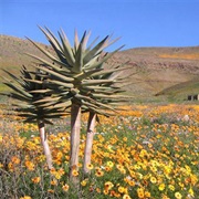 Buy a Pair of Vellies in Wuppertal