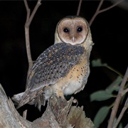 Australian Masked-Owl (Tyto Novaehollandiae)