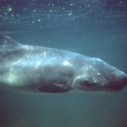 Pygmy Sperm Whale