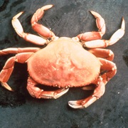Crab