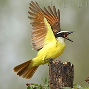 Great Kiskadee (Pitangus Sulphuratus)