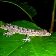 Kunda Half-Toed Gecko