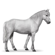 Newfoundland Pony - Light Gray