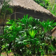 Pampas Jungles in Rurrenabaque, Bolivia