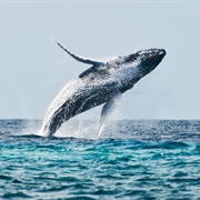 Whale Watching, Turks & Caicos