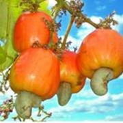 Cashew Apple