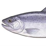 Kokanee