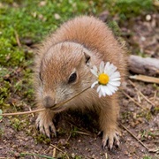 Prairie Dog
